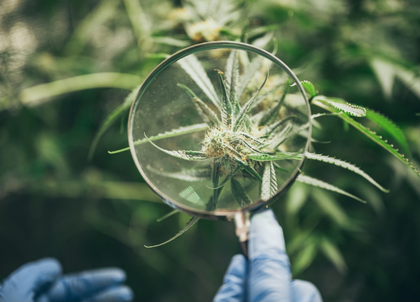 growing cannabis indoors hemp cultivation technique